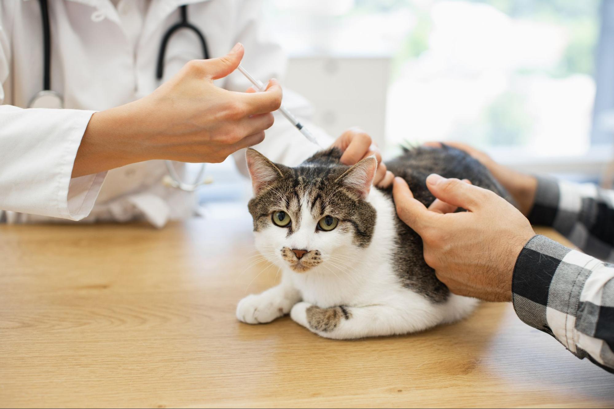 Assurance chat avec vaccin